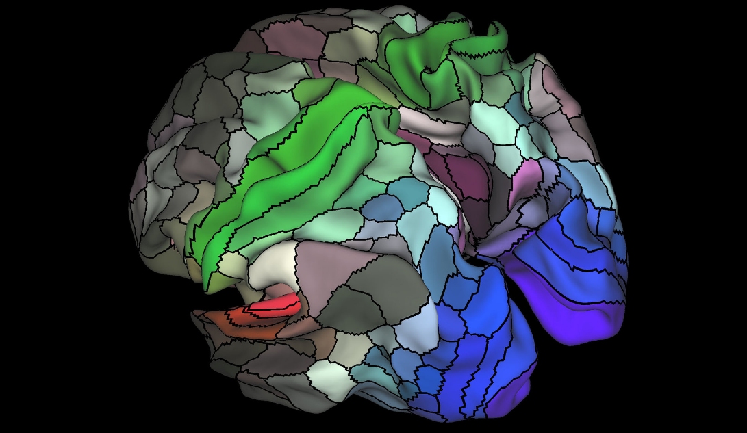 Scientists more than double the number of mapped regions of the brain