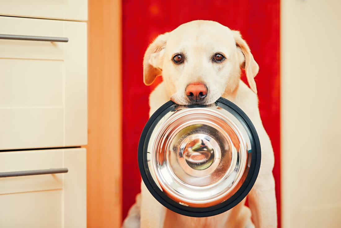 Animals miss meals as server problem causes connected pet feeders to fail