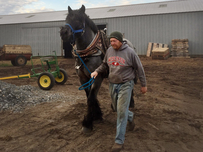 U.S Cellular is turning to horses to upgrade its network