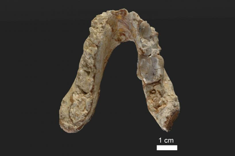 Origins of humans can be traced back to Europe, not Africa, study claims