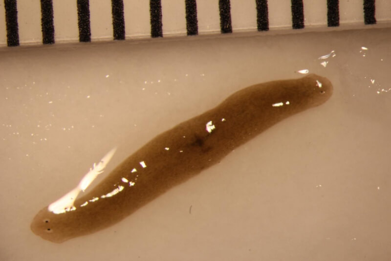 Flatworm grows second head after spending time in space