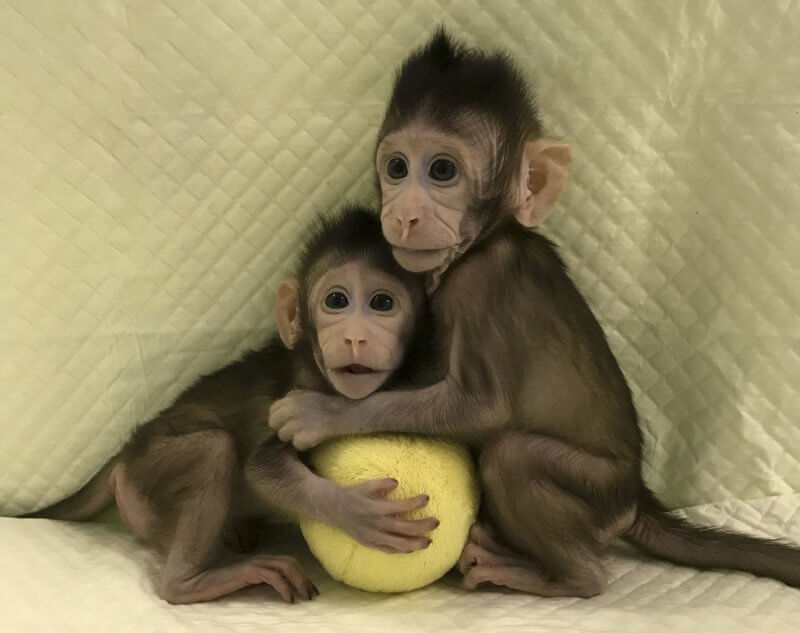 Chinese scientists just cloned monkeys for the first time