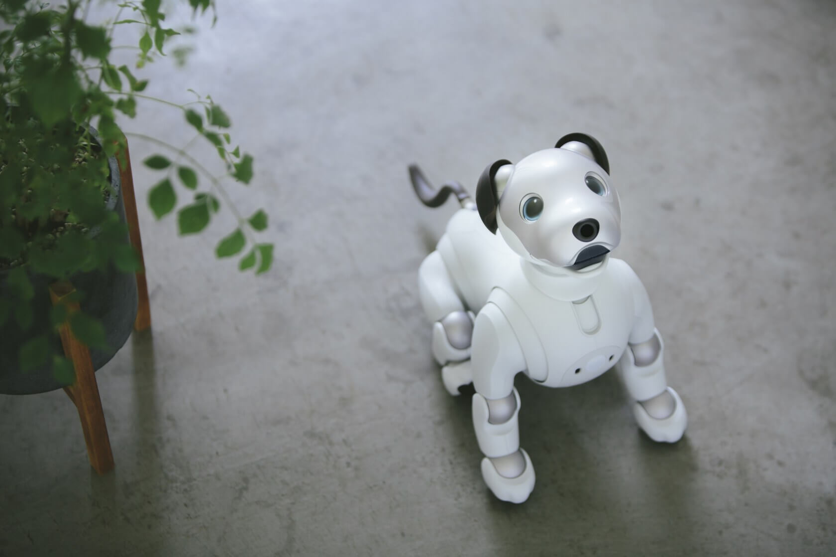 Sony's cyber pooch 'Aibo' will see a US release later this year
