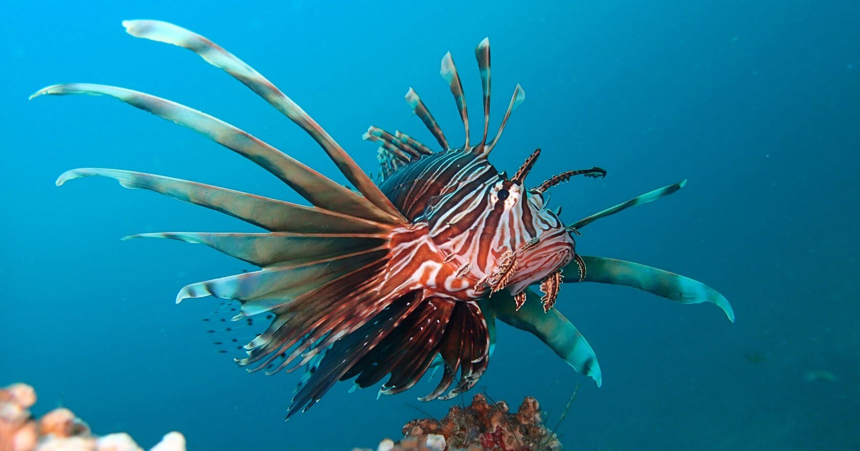 Polytech students are developing a submersible robot to hunt Lionfish