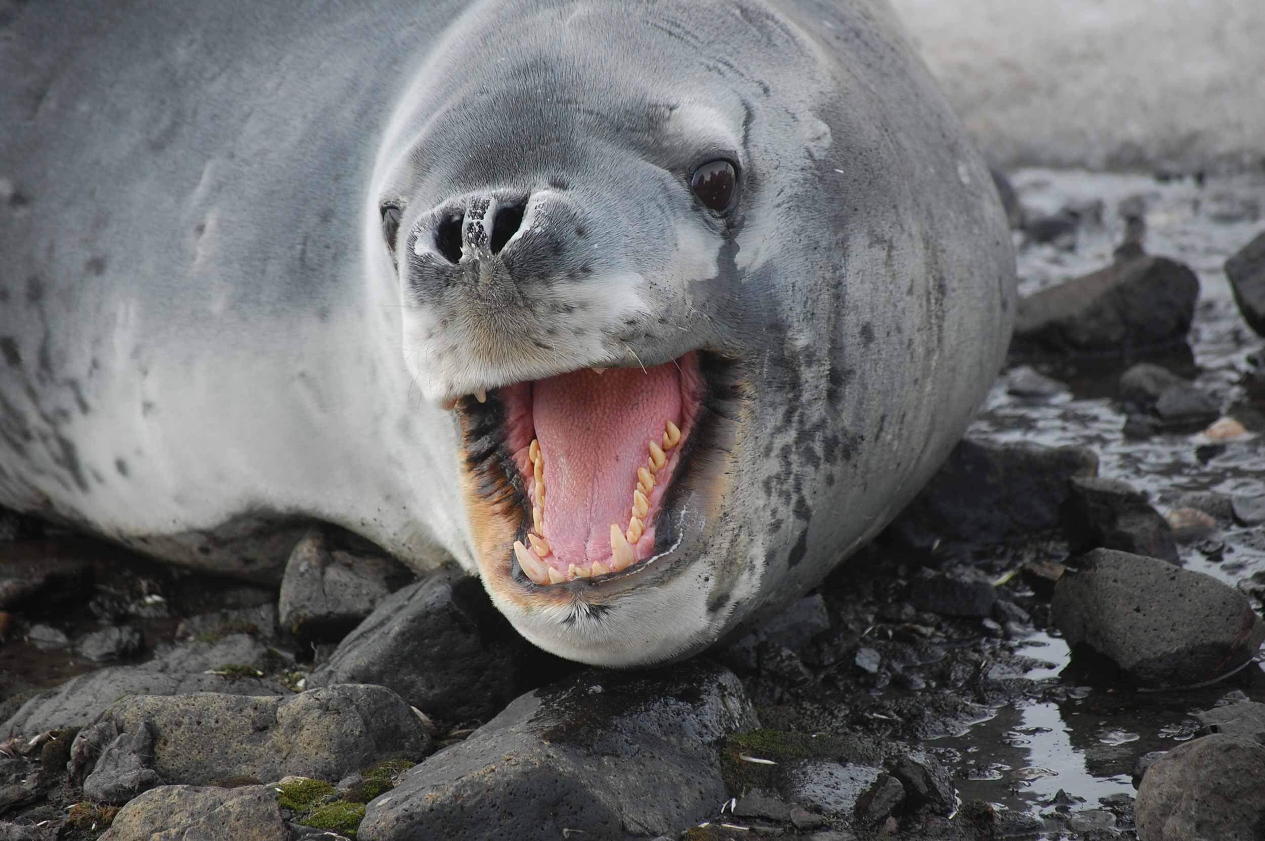 Working USB stick discovered in year-old leopard seal poop