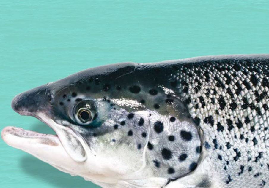 FDA lifts import ban for genetically modified salmon eggs