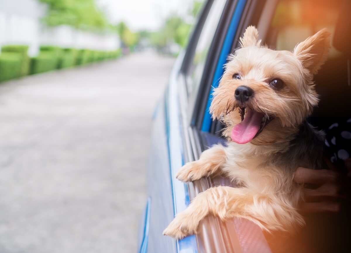Uber will soon enable pet-friendly rides... for a fee