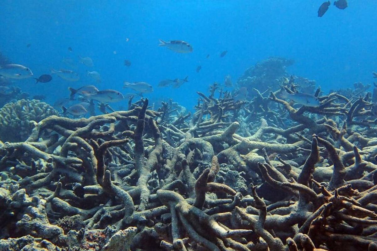 Scientists use underwater speakers to lure fish towards dying coral reefs