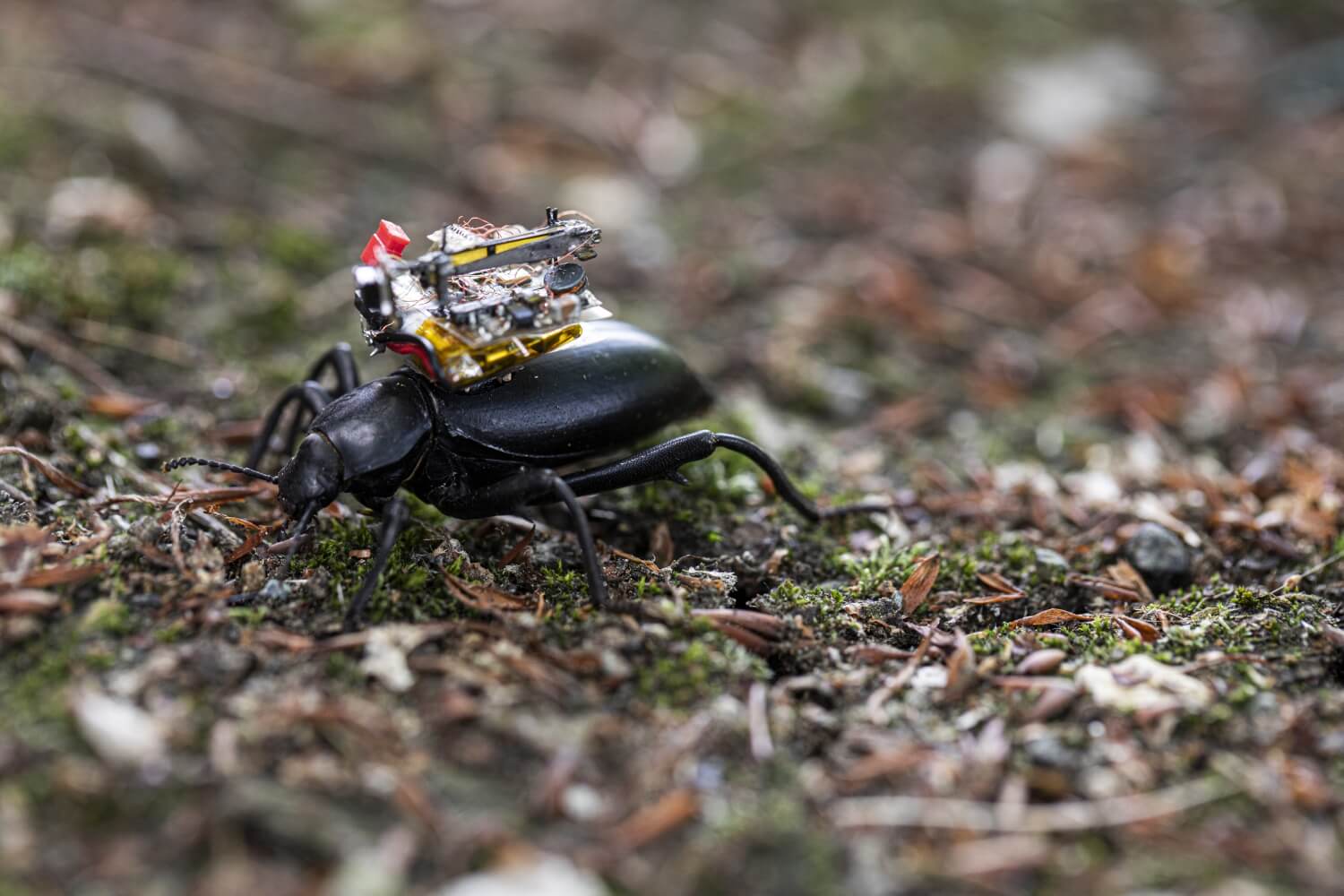 Researchers design and mount tiny livestreaming camera on the back of beetles