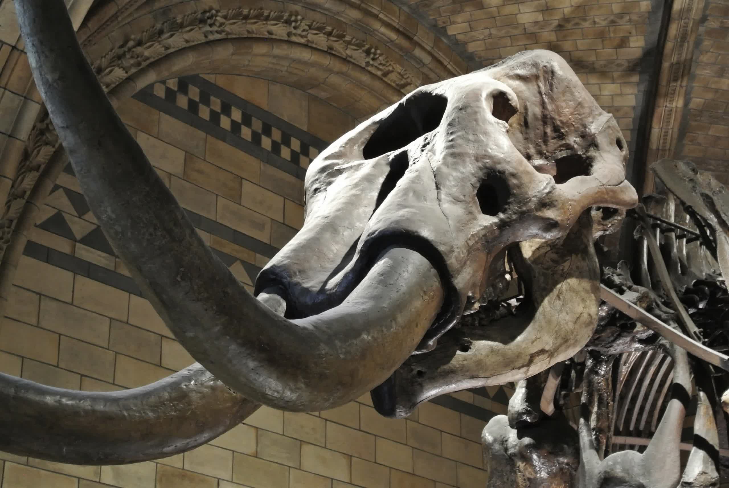 Virtual profanity filter bans the word Bone at a paleontology conference