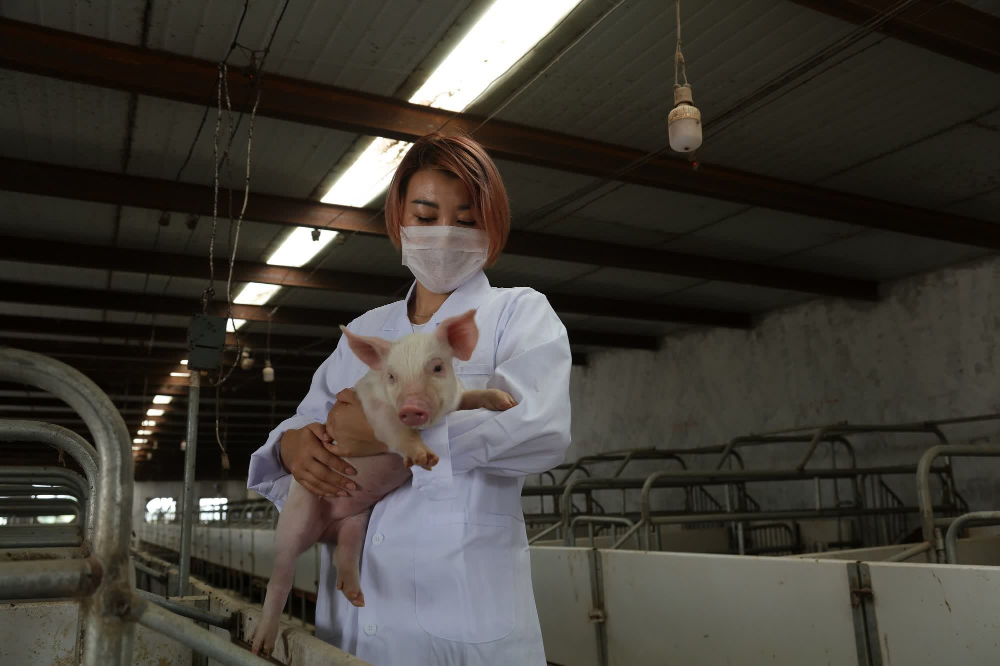 Huawei's solution to crashing smartphone sales? Pig farming