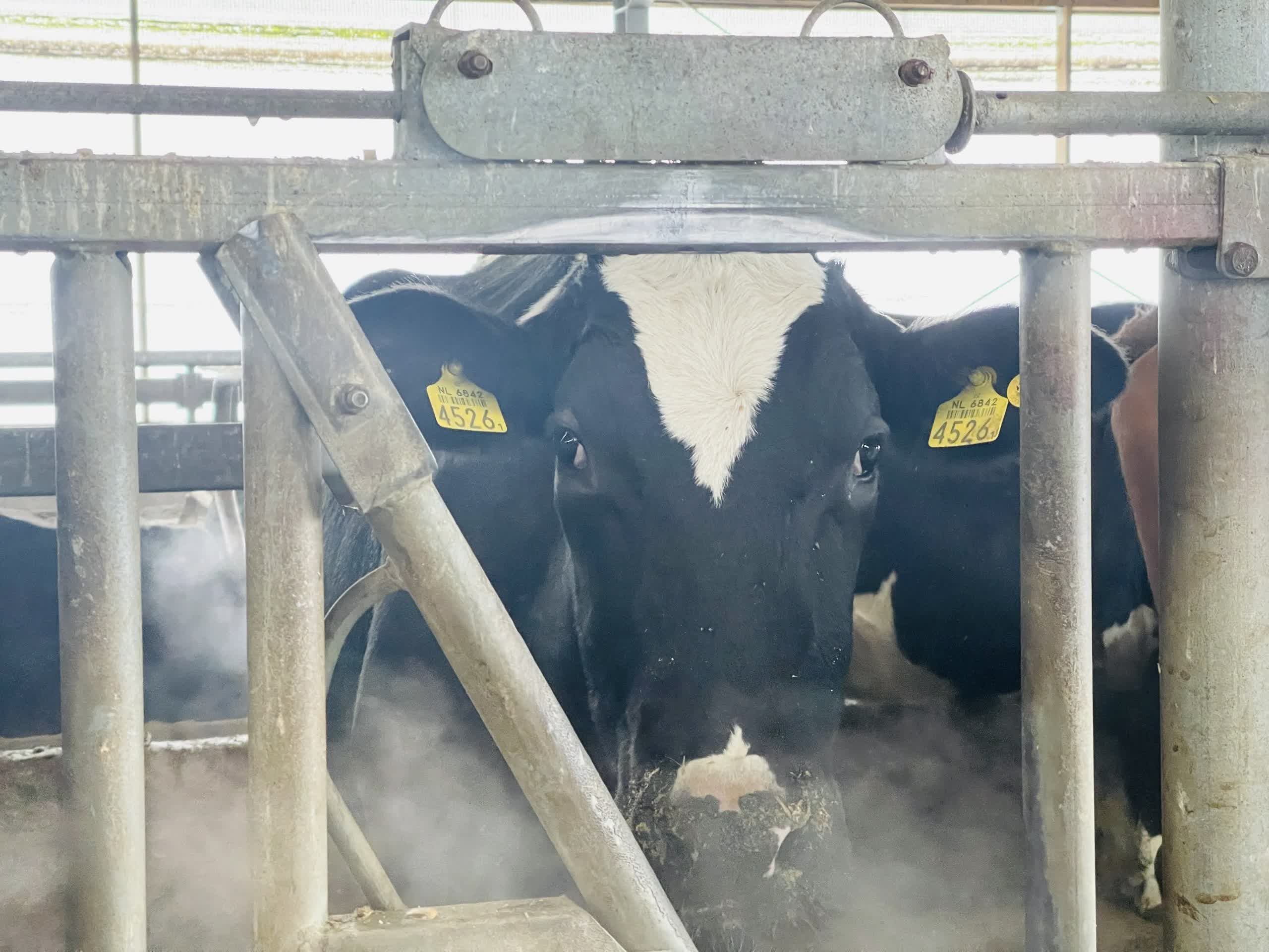 Farmer makes cows wear VR headsets to simulate green pasture