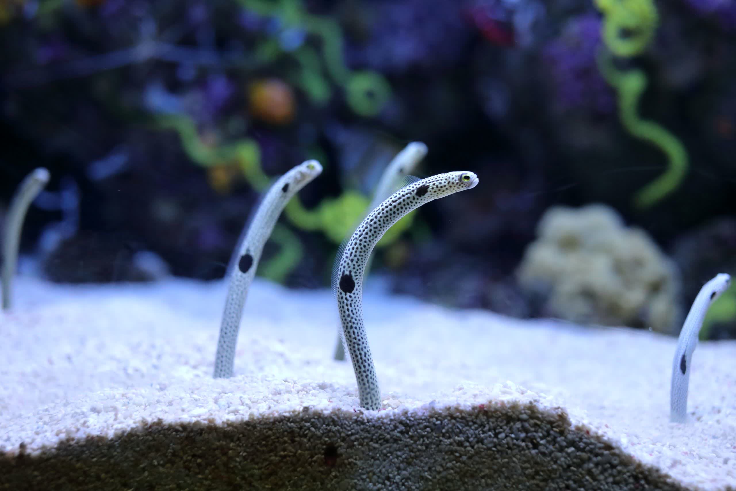 A Japanese data center is using waste heat to farm eels