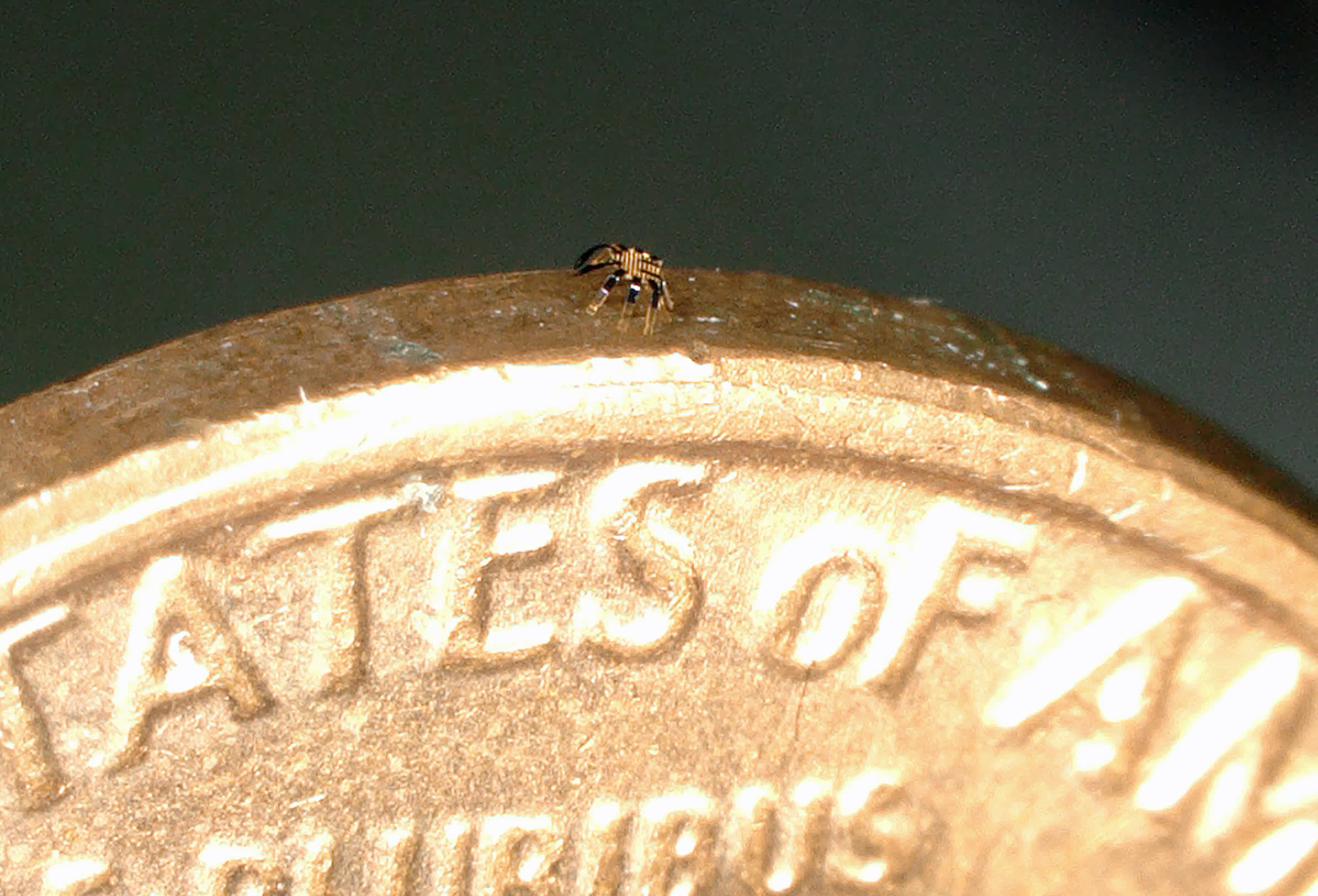 Researchers build world's smallest remote-controlled walking robot