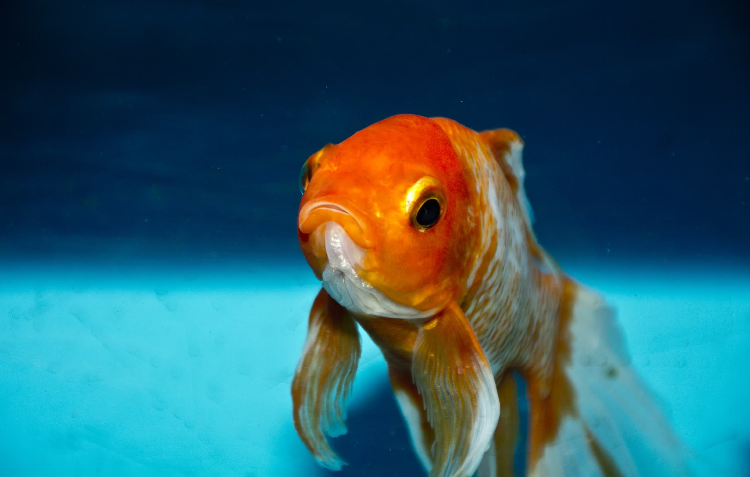 Pet fish commits credit card fraud on owner using a Nintendo Switch
