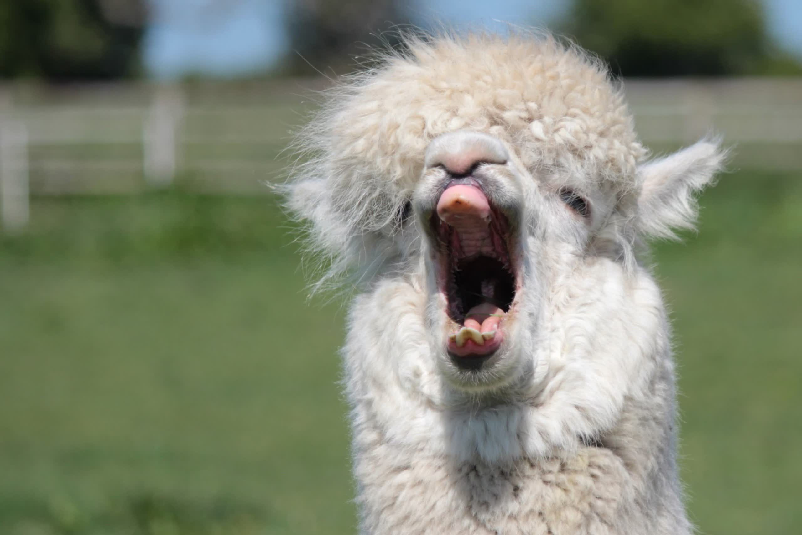 Stanford pulls Alpaca chatbot citing hallucinations, costs, and safety concerns