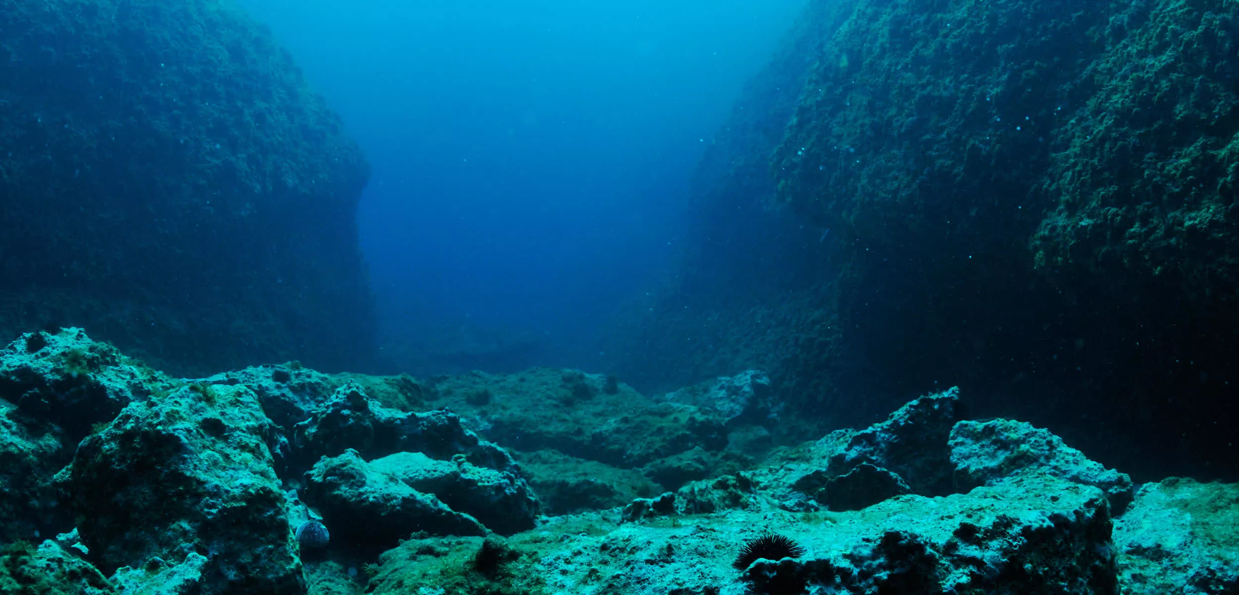 Картинка на дне моря. Риф Сильфра Исландия. Дно океана. Морское дно. Дно моря.