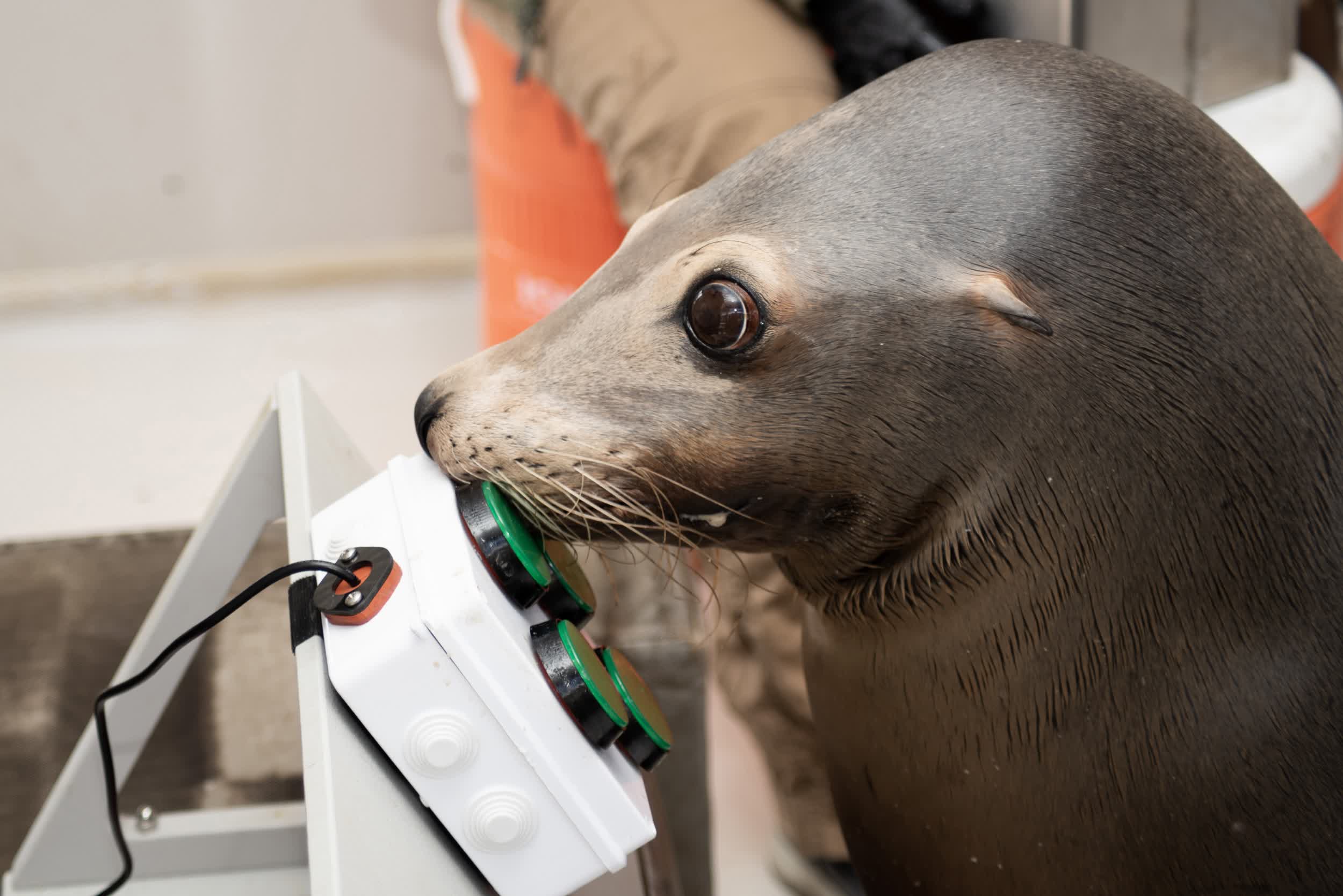 Navy sea lions enjoy unwinding with a good video game