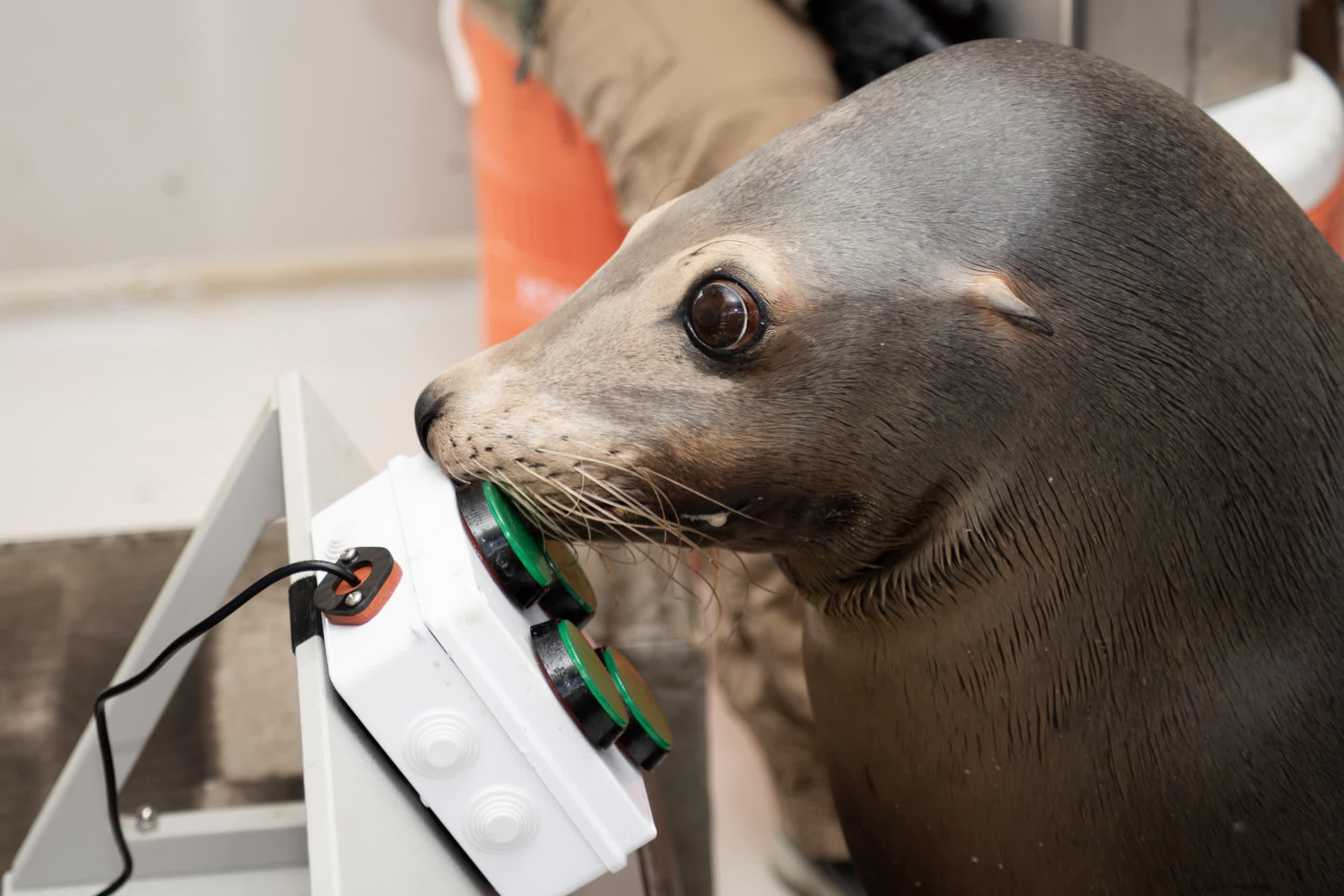 Navy sea lions enjoy unwinding with a good video game | TechSpot