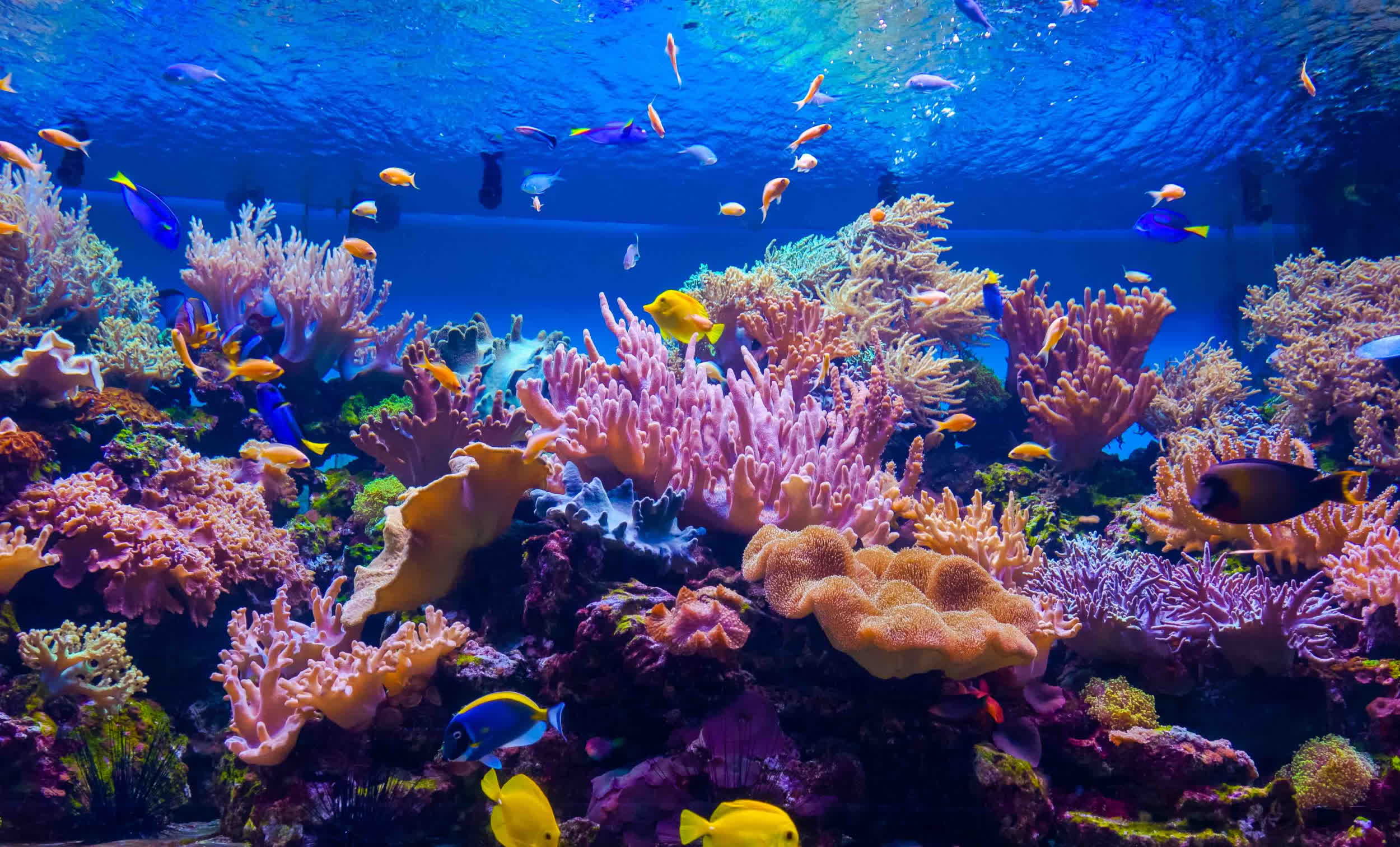 Damaged coral reefs can be saved with enticing underwater soundscape Damaged coral reefs can be saved with enticing underwater soundscape