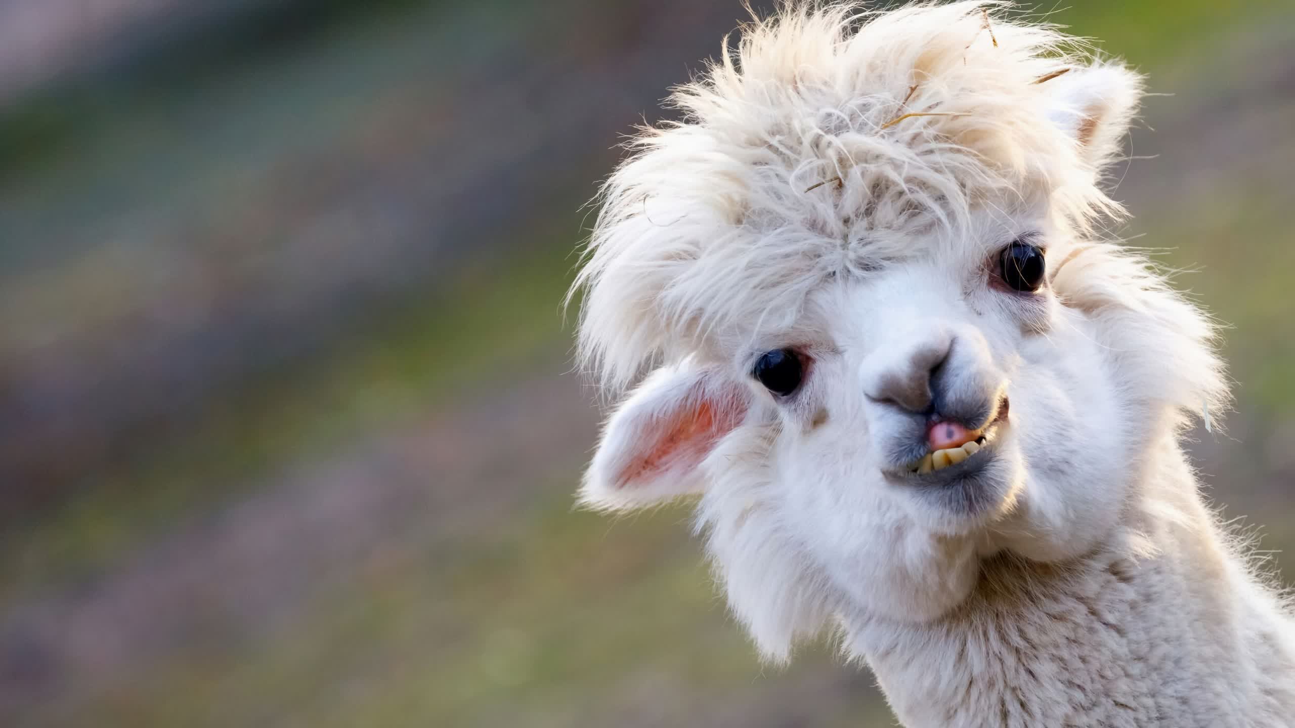 Meta's Llama 2 LLM is still prone to hallucinations and other severe security vulnerabilities