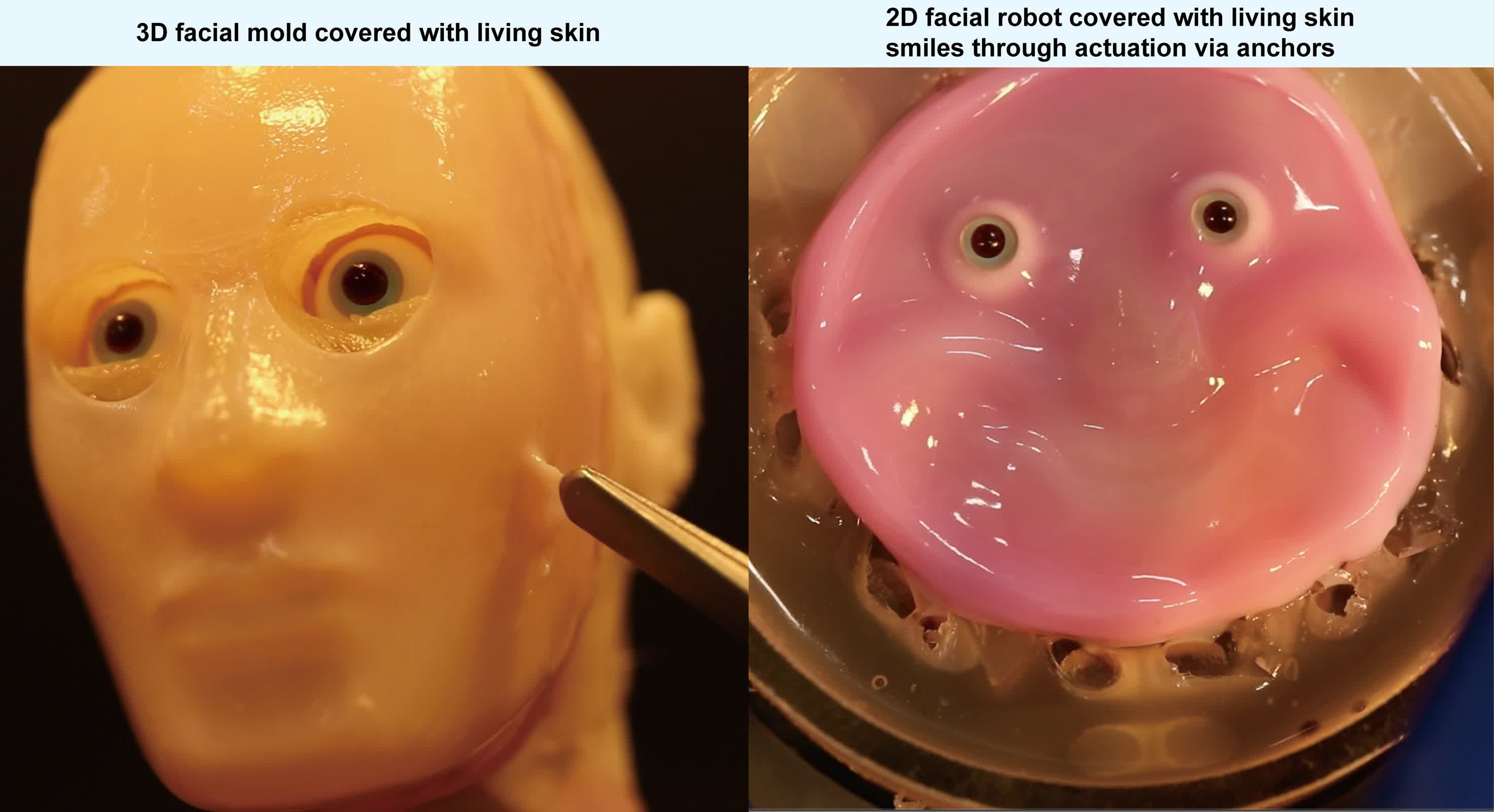 Scientists have figured out how to put biological skin on a robot's smiling face