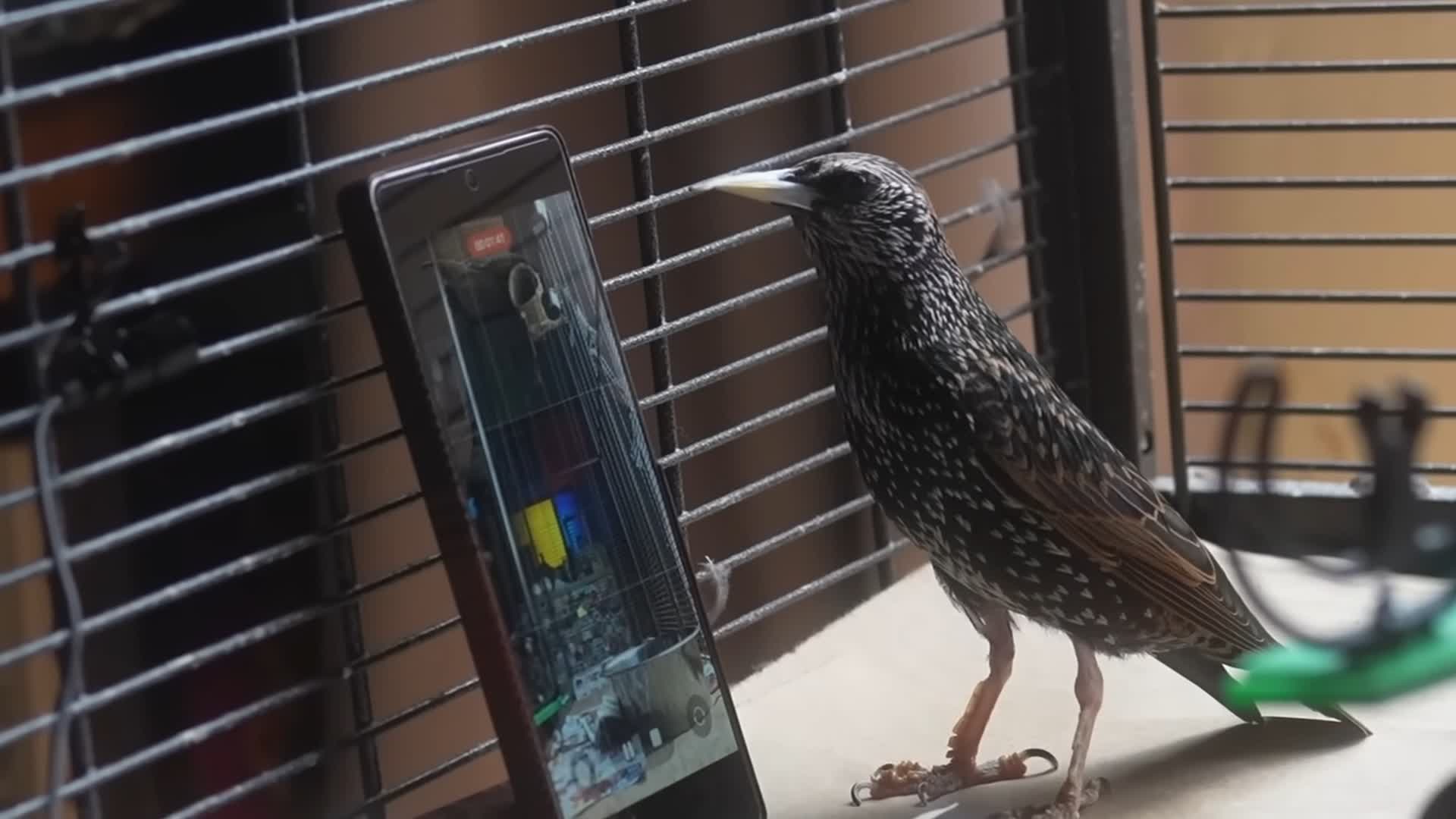Can a bird store and reproduce data? A starling may have proven it's possible