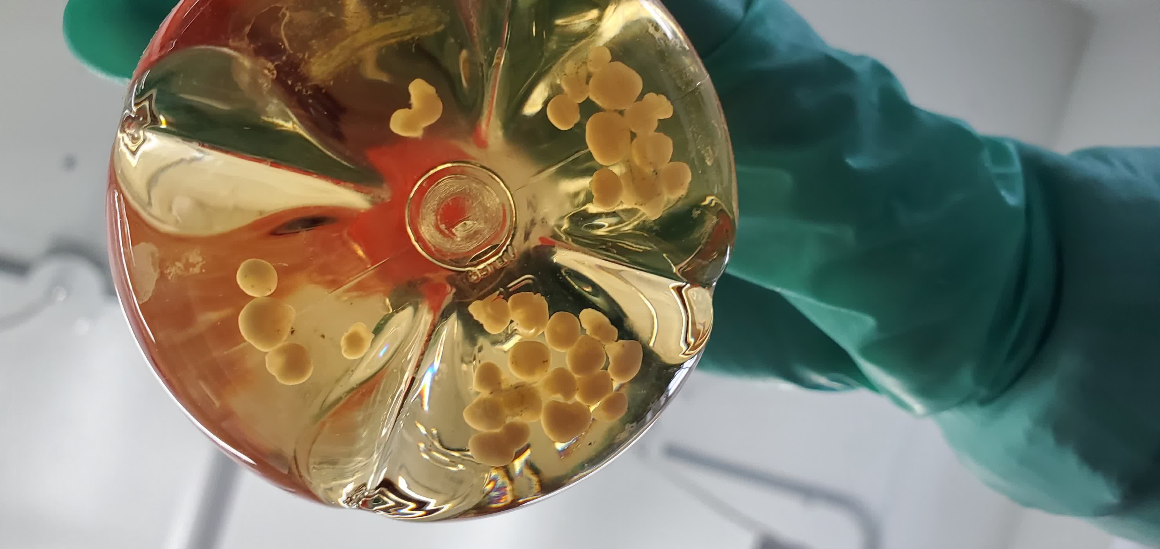 Tiny lab-grown brains could help build the next generation of computers
