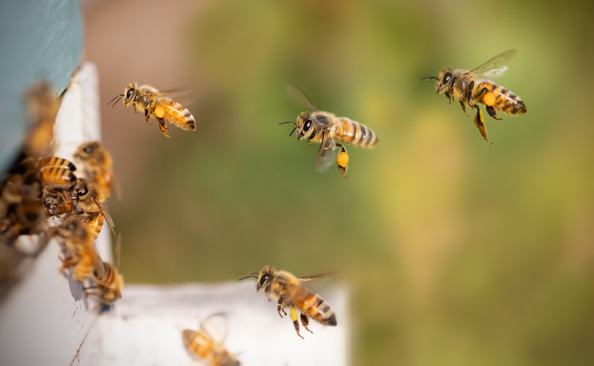 Small brains, big compute: Scientists want to build GPS chips that work like a honeybee's brain