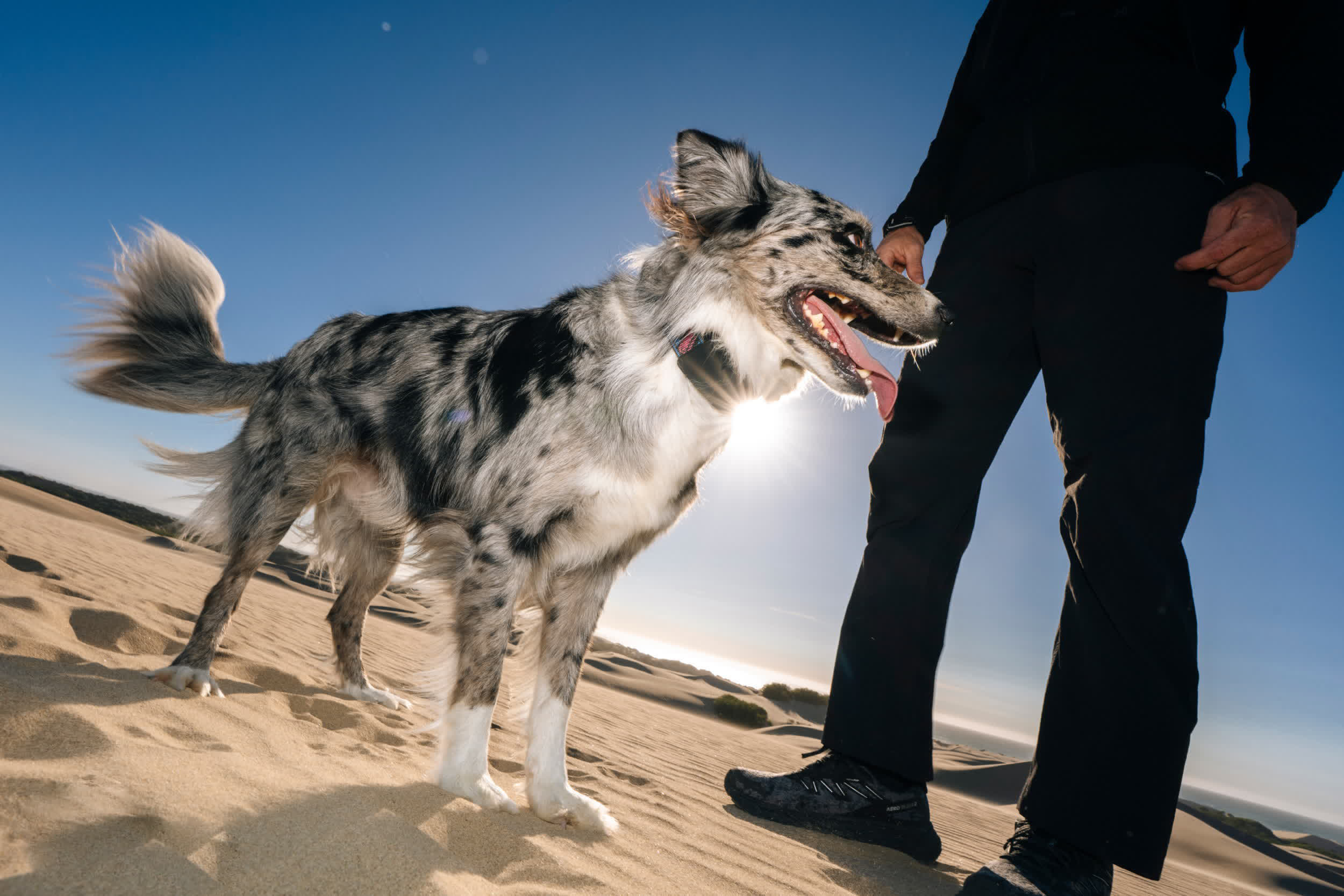 This dog tracker uses Starlink to keep tabs on your pet, even without cell service
