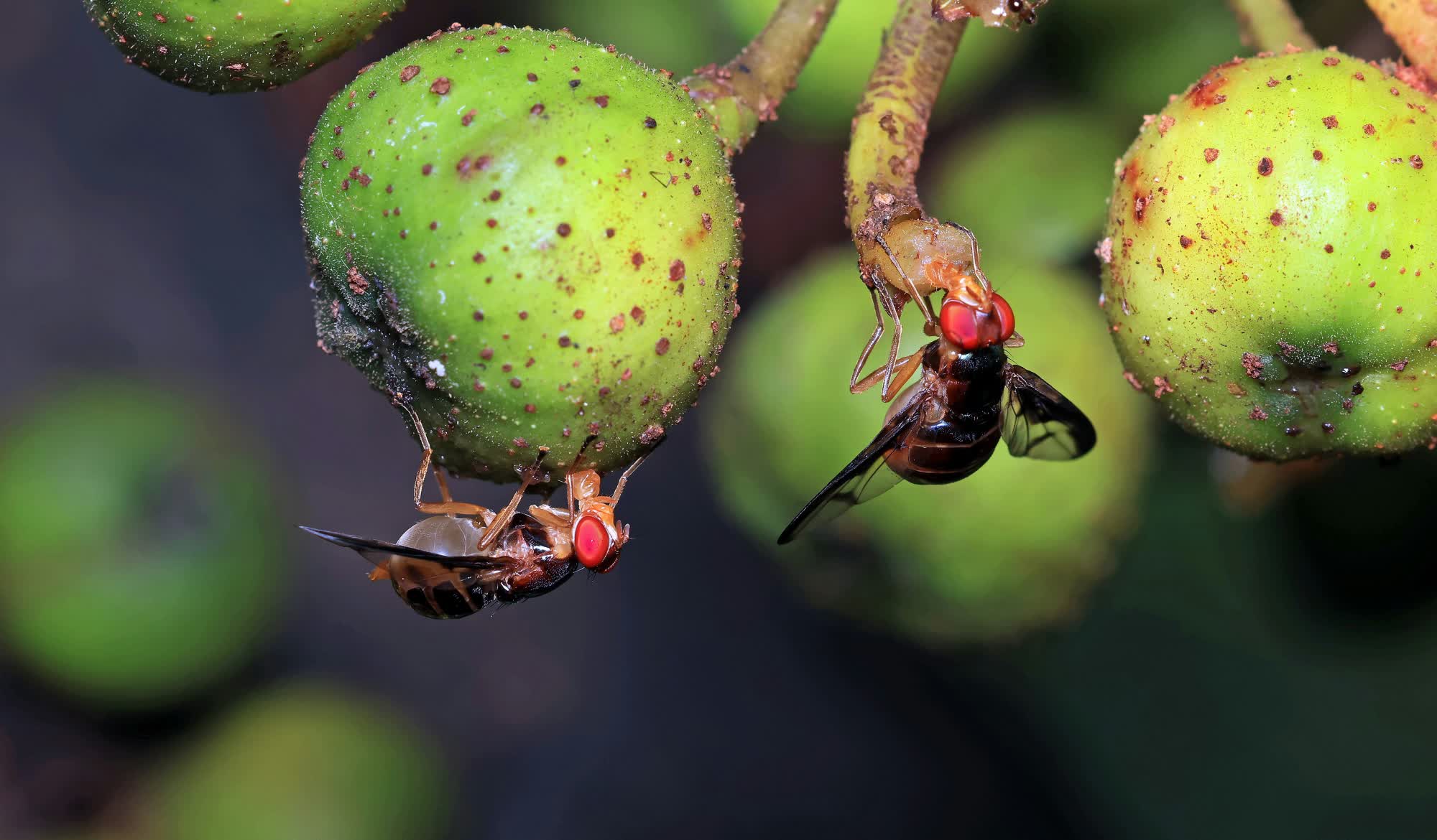 Google mapped a fly's nervous system and developers are using it to play Doom