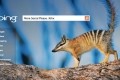 bing britannica online encyclopedia microsoft search britannica encyclopedia