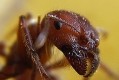 ants internet algorithms ages act pretentious internet algorithms