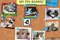 amazon pinterest- collections pinterest