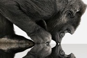 corning gorilla glass glass 3d gorilla glass