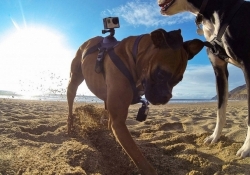 gopro fetch dog harness gopro camera