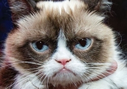 grumpy cat youtube meme