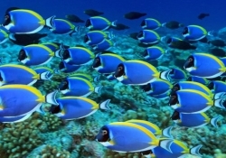 superfish