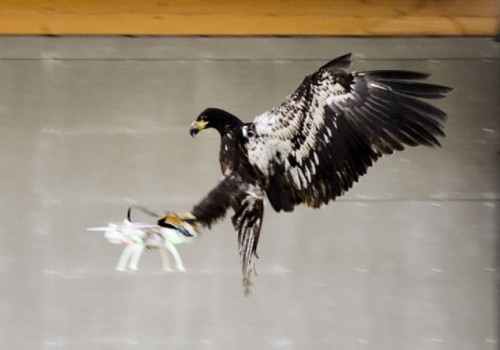 Watch the video of Dutch police training eagles to take down rogue drones