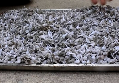 watch fireworks found bang snaps distilled water nitric acid snap pops snap n pop pop-its