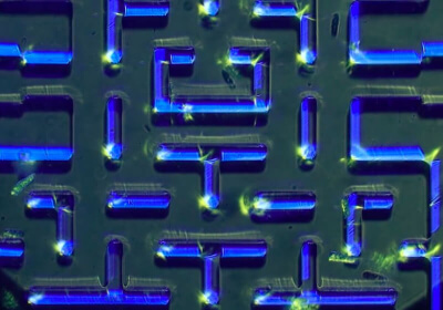 single-celled organisms playing microscopic pac-man predator gaming science found pac-man prey organisms