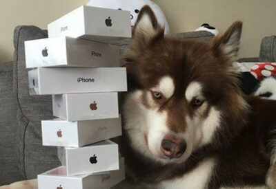 son chinese iphone iphone 7 china apple watch weibo social media billionaire dog