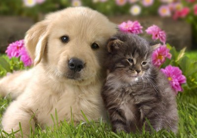 dogs