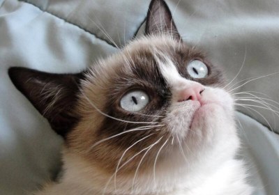 grumpy cat lawsuit