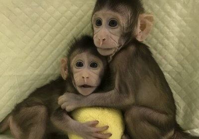 cloning research china