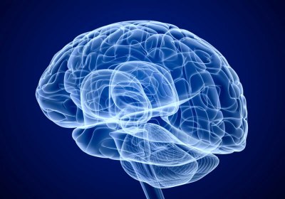 brain