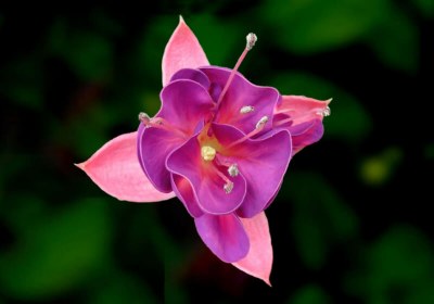 google fuchsia android apps os