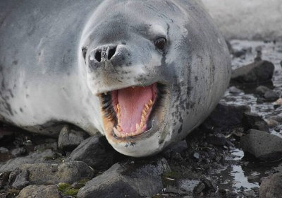 seal poop sample contained surprise working usb stick usb stick animals new zealand