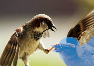 twitter hate speech