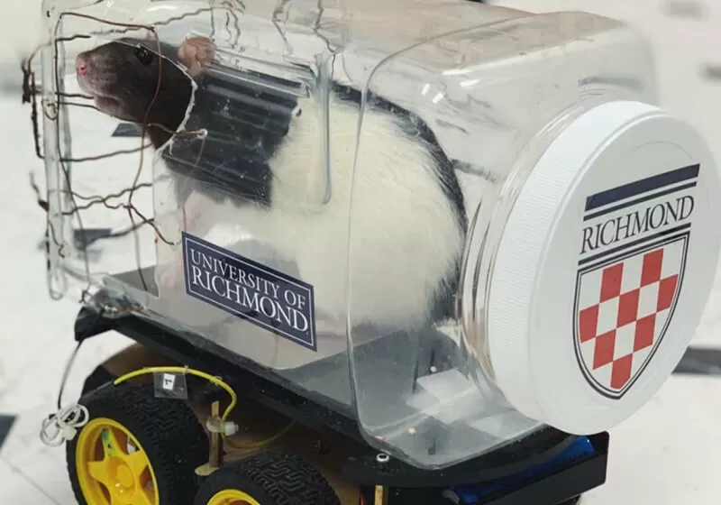 Scientists train rats to drive tiny cars and collect food | TechSpot